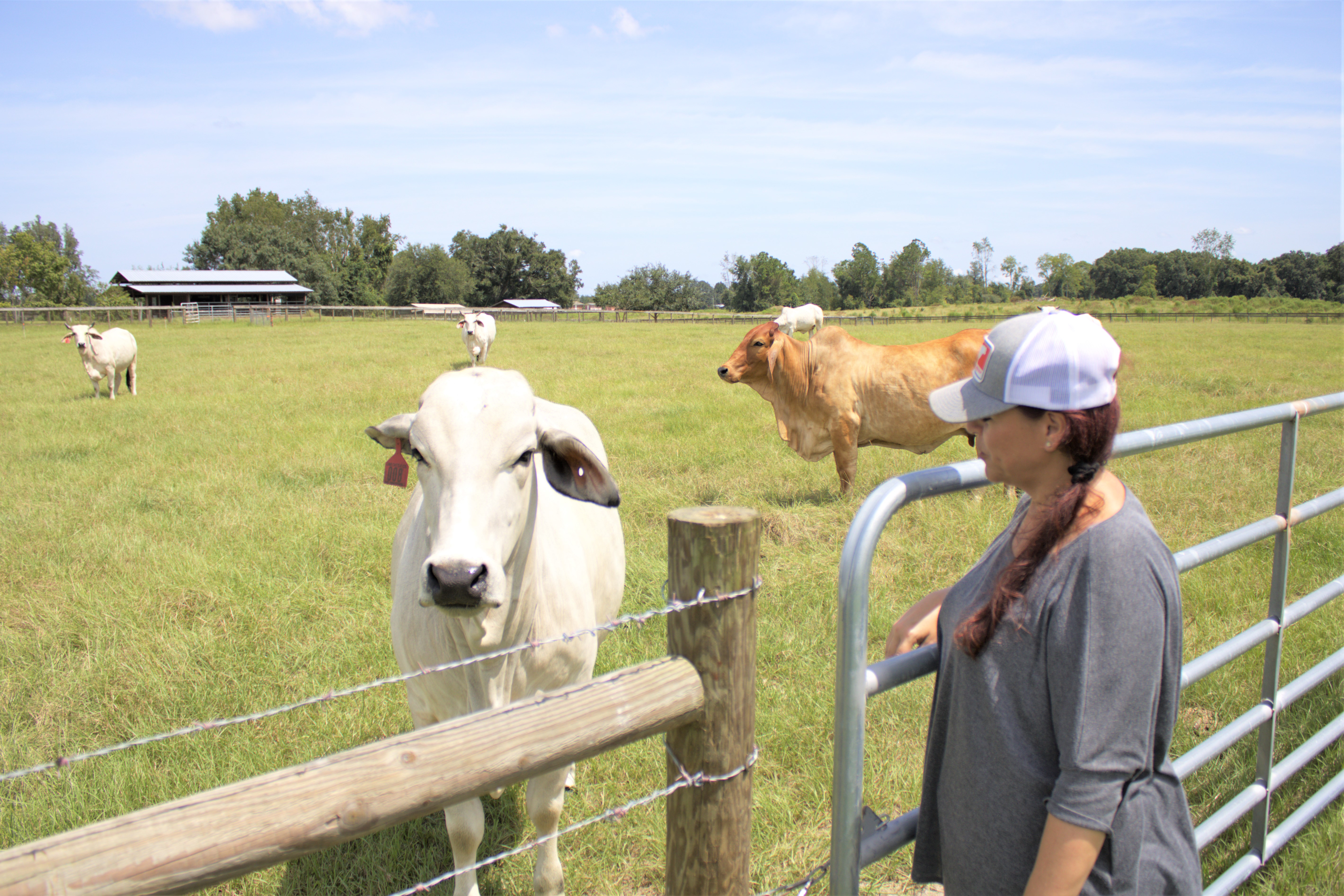 Raquel Penabella examines cattle beside fence