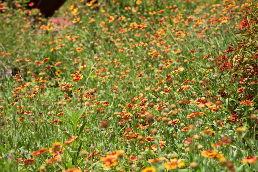 Wildflowers bloom in the IFAS Extension Alachua County garden in July.